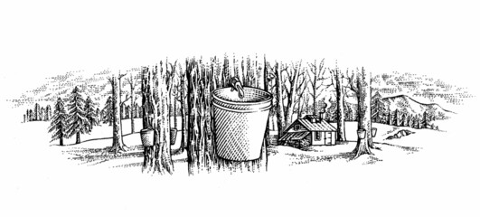 landscape of maple trees