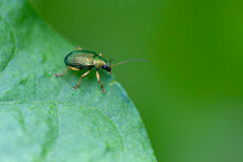 A Green Insect On A Green Leaf With A Green Background