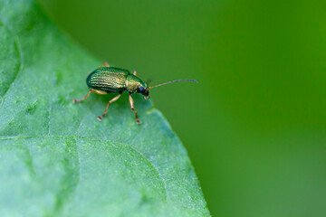 A green insect on a green leaf with a green background