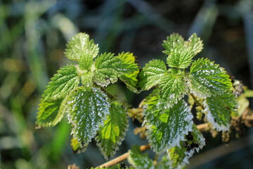 Poster - feuille en hiver