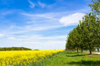Lebensraum Natur im Frühling – gelbes Rapsfeld und grüner Gräser und Bäume