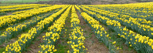 Panoramic View Of Rows Of Daffodils In Flower In A Field. The Flower Is A Source Of Galantamine, Which Is An Alkaloid Compound Known To Slow The Progression Of Alzheimer's Symptoms