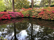 Pretty Flowers Of Deciduous Azaleas Blooming In The Spring Along A Pond. Trees Reflection, Selected Focus