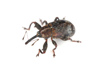 Canvas Print - The pear blossom weevil (Anthonomus piri) is a species of beetle in the weevils family (Curculionidae). This species parasitizes mainly on pear trees. In orchards and gardens is an in important pest.