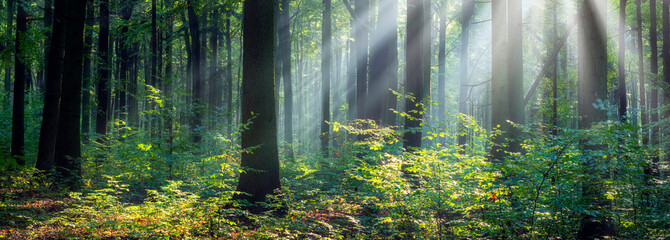 Wall Mural - Beautiful sunny morning in the green forest