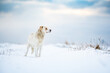Winter snow landscape mongrel dog against dramatic sky.