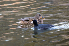 Crossroad Of Domestic Duck And American Coot.