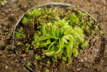 An Interesting Photo Of A Venus Flytrap, A Tropical Exotic Predator Plant, Green, On A Brown Background, Colombia