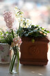 ヒヤシンスと水仙と窓辺の春の花たち