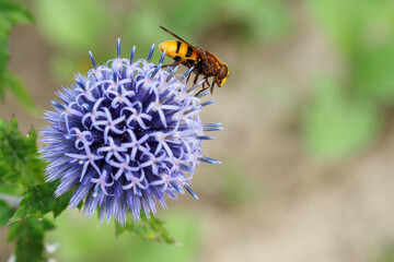 Wall Mural - Hoverfly fly on a blue whitethorn flower.