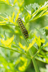 Wall Mural - Caterpillar of a fennel swallowtail butterfly on a carrot leaf.