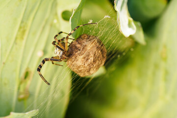 Wall Mural - The striped crusader guards its cocoon with its young.