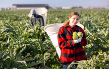 Portrait Of Young Woman Harvesting Ripe Artichoke Buds In Basket On Her Back On Farm Field