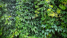 A Large Green Bush Of Climbing Plant Background