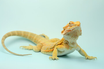 A bearded dragon (Pogona sp) is showing aggressive behavior.