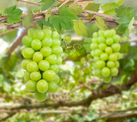 Wall Mural - bunch of sweet grape on a branch over green natural garden blur background, gree grape with leaves i