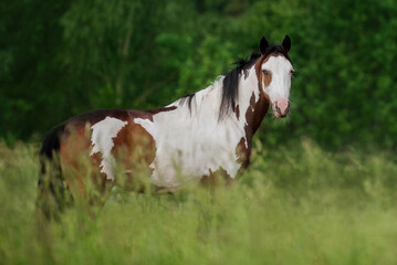 Wall Mural - American paint horse in summer