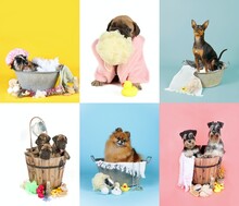 Collage With Different Dogs Taking A Bath, Schnauzer, Pinscher Bullmastiff And Spitz In Colorful Background