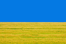 ウクライナ国旗風の風景