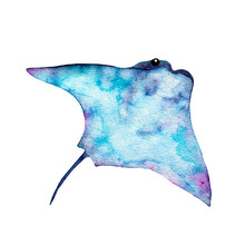 Watercolor Sea Animal Illustration. Colorful Stingray Isolated On White