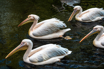 Wall Mural - Great White Pelican, Pelecanus onocrotalus in a park