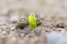 Green Sprout Growing From The Ground, New Or Starter Or Beginner Concept. 