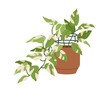 Scindapsus, potted house plant with leaf variegation. Houseplant with bicolor variegated foliage. Devil s ivy, natural green home decor. Flat vector illustration isolated on white background