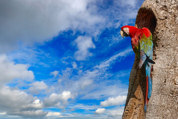 brazil wildlife. big red parrot red-and-green macaw, ara chloroptera, sitting on the branch, palm tr