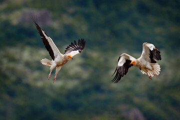 Egyptian vulture, Neophron percnopterus, two bird fly fight in nature moutnain habitat, Madzarovo, Bulgaria, Eastern Rhodopes. White vulture with yellow bill. Bird of prey in the wild nature.