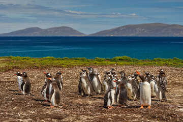 Penguin in the water. Bird playing in sea waves. Sea bird in the water. Magellanic penguin with ocean wave in the background, Falkland Islands, Antarctica.