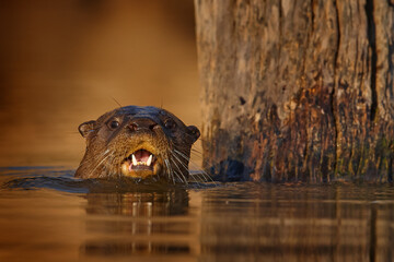 Wall Mural - Brazil wildlife. Giant Otter, Pteronura brasiliensis, portrait in the river water level, Rio Negro, Pantanal, Brazil. Wildlife scene from nature.