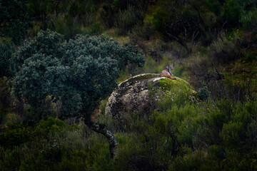Wall Mural - iberian lynx, lynx pardinus, wild cat endemic in spain in europe. rare cat stone rock habitat in the