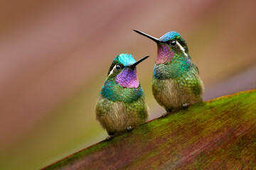 Wall Mural - Lampornis calolaemus, Purple-throated Mountain-gem, small hummingbird from Costa Rica. Violet throat small bird from mountain cloud forest in Costa Rica. Wildlife in tropic nature.