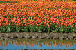 Tulip field with reflection in water, horizontal, red and yellow tulips on sunny day