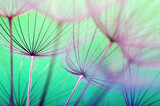 Fototapeta Dmuchawce - Dandelion flower background closeup