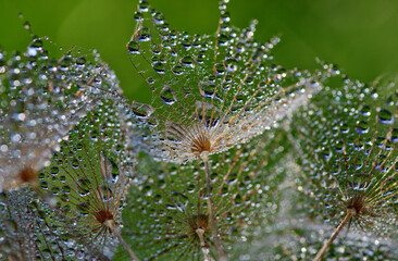 Dandelion closeup in dew and sunligh