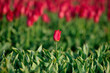 Red tulip depth of Field, middle of the field, background green and more tulips, soft focus,
