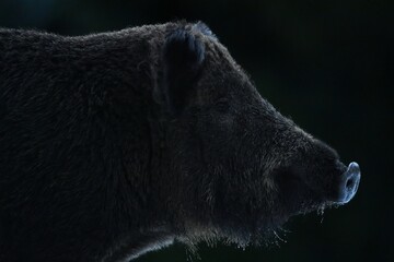 Wall Mural - wild boar portrait late at night in the forest, side view of the swine