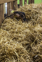 Baby Goat Eating Hay