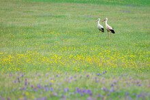 Two Stork Birds Are Feeding In Green Meadows