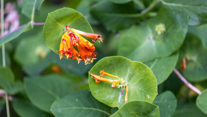 Wall Mural - orange honeysuckle blossoms growing wild in summer