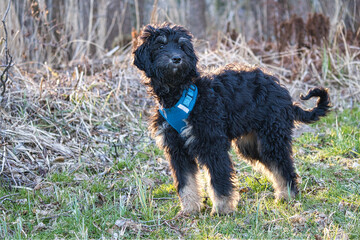 goldendoodle puppy in color black and tan. Hybrid dog from golden retriever and poodle.