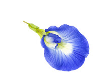 Close Up Blue Pea, Butterfly Pea Flower On White Background.