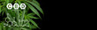 Leinwandbild Motiv CBD, cannabis marijuana plan on black background with image of THC and CBD formula
