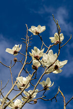 Looking Up At White Magnolia Flowers Against A Blue Sky