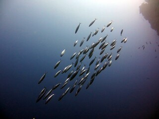 Sticker - red sea fish and coral reef of blue hole 