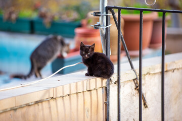 Wall Mural - cute  cat feeding with cat food on the Street. kitten playing with rope and looking at camera