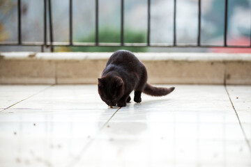 Wall Mural - cute cat feeding with cat food on the ground.  curious cat looking at the camera. 