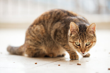 Wall Mural - cute cat feeding with cat food on the ground.  curious cat looking at the camera. 