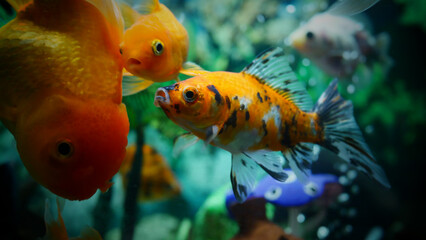 goldfish swimming in the aquarium with clear water, looks very beautiful
